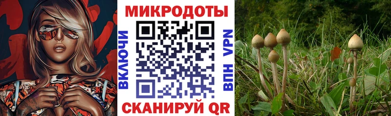 Галлюциногенные грибы Psilocybe  Иннополис 